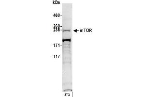 Western Blotting (WB) image for anti-Mechanistic Target of Rapamycin (serine/threonine Kinase) (mTOR) (AA 1350-1400) antibody (ABIN7449772)