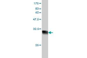 Western Blot detection against Immunogen (36.