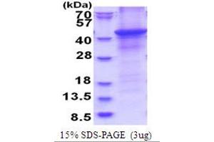SDS-PAGE (SDS) image for Hyaluronan and Proteoglycan Link Protein 1 (HAPLN1) (AA 16-354) protein (His tag) (ABIN5853790) (HAPLN1 Protein (AA 16-354) (His tag))