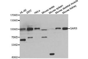 Western blot analysis of extracts of various cell lines, using QARS antibody. (QARS 抗体)
