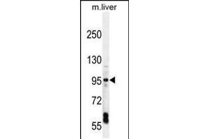Western blot analysis in mouse liver tissue lysates (35ug/lane). (EXOC3L1 抗体  (C-Term))