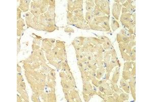 Immunohistochemistry of paraffin-embedded Mouse heart using PSMC2 Polyclonal Antibody at dilution of 1:100 (40x lens). (PSMC2 抗体)