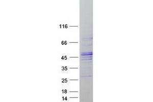 Western Blotting (WB) image for F-Box Protein 31 (FBXO31) protein (Myc-DYKDDDDK Tag) (ABIN2720955)