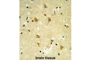 Immunohistochemistry (IHC) image for anti-MpV17 Mitochondrial Inner Membrane Protein (MPV17) antibody (ABIN3003896) (MPV17 抗体)
