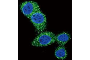 Immunofluorescence (IF) image for anti-BCL2 Binding Component 3 (BBC3) (BH3 Domain) antibody (ABIN2997194) (PUMA 抗体  (BH3 Domain))