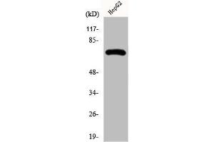 Western Blot analysis of HepG2 cells using Fnk Polyclonal Antibody (PLK3 抗体  (Internal Region))