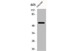 Western Blot analysis of A549 cells using CLK2 Polyclonal Antibody (CLK2 抗体  (N-Term))