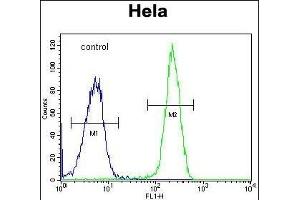 FOXK1 Antibody (C-term) (ABIN1881350 and ABIN2843100) flow cytometric analysis of Hela cells (right histogram) compared to a negative control cell (left histogram). (Foxk1 抗体  (C-Term))