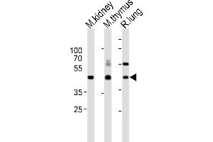Western blot analysis of lysates from mouse kidney, mouse thymus, rat lung tissue lysate (from left to right), using Dlk1 Antibody (C-term) (ABIN6243158 and ABIN6577630). (DLK1 抗体  (C-Term))