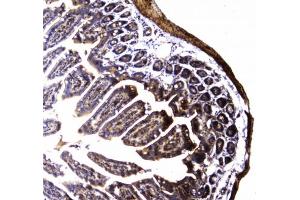 IHC testing of FFPE mouse small intestine tissue with Dynamin 1 antibody at 1ug/ml. (Dynamin 1 抗体)