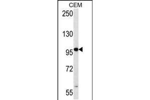 Western blot analysis in CEM cell line lysates (35ug/lane). (RNF43 抗体  (C-Term))