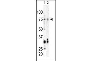 Western Blotting (WB) image for anti-Polo-Like Kinase 3 (PLK3) (C-Term) antibody (ABIN360487) (PLK3 抗体  (C-Term))