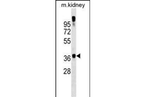GTF2A1 Antibody (C-term) (ABIN1537082 and ABIN2849237) western blot analysis in mouse kidney tissue lysates (35 μg/lane). (GTF2A1 抗体  (C-Term))