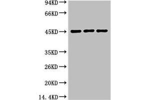 Western blot analysis of 1) Hela, 2) Mouse Heart tissue, 3) Rat Heart Tissue, diluted at 1:2000. (Aquaporin 4 抗体)