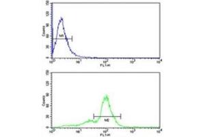 ACR antibody flow cytometric analysis of human MDA-MB231 cells (bottom histogram) compared to a negative control (top histogram). (Acrosin 抗体  (AA 99-127))