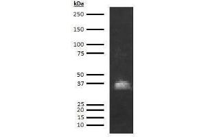 Western Blotting (WB) image for anti-Azurocidin 1 (AZU1) antibody (Biotin) (ABIN613011) (Azurocidin 抗体  (Biotin))