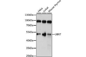 Western blot analysis of extracts of various cell lines, using UBR7 antibody (ABIN7271137) at 1:1000 dilution. (UBR7 抗体  (AA 76-425))