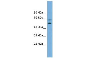 Western Blotting (WB) image for anti-Proteasome (Prosome, Macropain) 26S Subunit, Non-ATPase, 12 (PSMD12) (Middle Region) antibody (ABIN2787421)