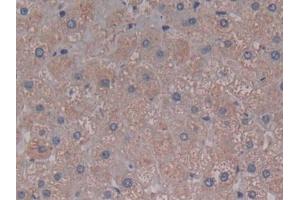IHC-P analysis of Human Liver Tissue, with DAB staining. (C5A 抗体  (AA 678-751))