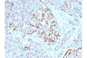 Formalin-fixed, paraffin-embedded human Pancreas stained with Frataxin Mouse Monoclonal Antibody (FXN/2124). (Frataxin 抗体  (AA 57-210))