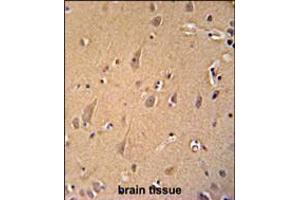 GCC2 antibody immunohistochemistry analysis in formalin fixed and paraffin embedded human brain tissue followed by peroxidase conjugation of the secondary antibody and DAB staining.
