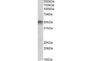 ABIN1589989 (2 µg/mL) staining of Human Skeletal Muscle lysate (35 µg protein in RIPA buffer). (ATG4C 抗体  (C-Term))