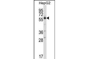 SLC30A1 Antibody (C-term) (ABIN657893 and ABIN2846845) western blot analysis in HepG2 cell line lysates (35 μg/lane). (SLC30A1 抗体  (C-Term))