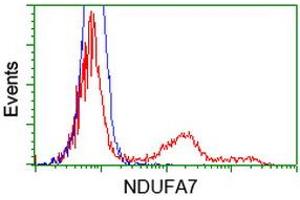 Flow Cytometry (FACS) image for anti-NADH Dehydrogenase (Ubiquinone) 1 alpha Subcomplex, 7, 14.5kDa (NDUFA7) antibody (ABIN1499664) (NDUFA7 抗体)
