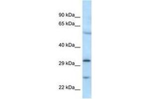 Image no. 1 for anti-MAD2L1 Binding Protein (MAD2L1BP) (N-Term) antibody (ABIN6747488)