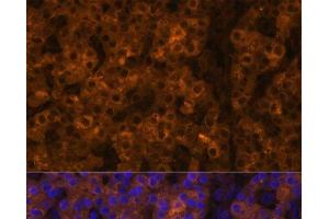 Immunofluorescence (IF) image for anti-Transthyretin (TTR) antibody (ABIN7255536)