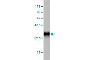 Western Blot detection against Immunogen (36. (PLA2G12A 抗体  (AA 90-188))