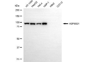 Western blotting analysis using HSP90B1 antibody (ABIN7798876). (GRP94 抗体)