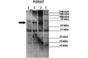 WB Suggested Anti-P2RX7 Antibody  Positive Control: Lane 1: 50ug mock transfected HEK-293Lane 2: 50ug hP2X7 transfected HEK-293Lane 3: 50ug mP2X7 transfected HEK-293Lane 4: 50ug rP2X7 transfected HEK-293 Primary Antibody Dilution :  1:625 Secondary Antibody : Anti-rabbit-HRP Secondry Antibody Dilution :  1:1000 Submitted by: Ronald Sluyter, School of Biological Sciences, University of Wollongong (P2RX7 抗体  (Middle Region))