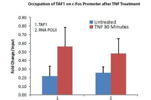 Transcription Initiation Factor TFIID Subunit 1 (TAF1) antibody was used to detect TAF1 in treated and untreated HeLa Cells.