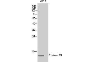 Western Blotting (WB) image for anti-Histone H4 (Lys321) antibody (ABIN3185043) (Histone H4 抗体  (Lys321))