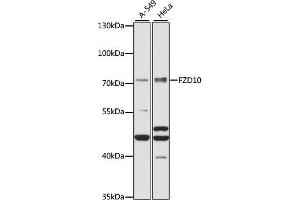 Western blot analysis of extracts of various cell lines, using FZD10 antibody (ABIN7267265) at 1:1000 dilution. (FZD10 抗体  (AA 135-230))