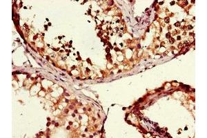 Immunohistochemistry of paraffin-embedded human testis tissue using ABIN7160373 at dilution of 1:100 (MSH4 抗体  (AA 501-800))