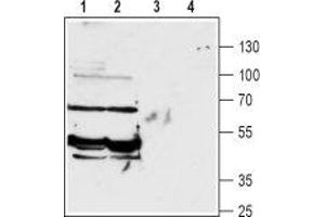 Western blot analysis of rat (lanes 1 and 3) and mouse (lanes 2 and 4) brain lysates: - 1,2. (SLC6A13 抗体  (Intracellular, N-Term))