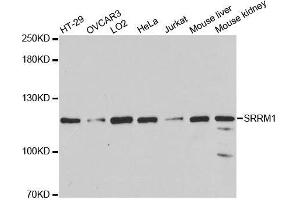 Western blot analysis of extracts of various cell lines, using SRRM1 antibody. (SRRM1 抗体  (AA 1-160))