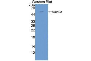 Western Blotting (WB) image for anti-Kallikrein-Related Peptidase 4 (KLK4) (AA 32-255) antibody (ABIN3208604) (Kallikrein 4 抗体  (AA 32-255))