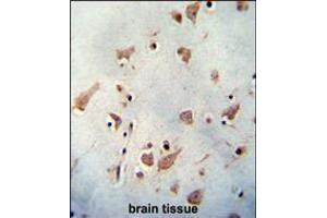 WDR48 antibody immunohistochemistry analysis in formalin fixed and paraffin embedded human brain tissue followed by peroxidase conjugation of the secondary antibody and DAB staining. (WDR48 抗体  (C-Term))