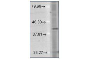 Western Blotting (WB) image for anti-Rhodopsin (RHO) (C-Term) antibody (ABIN487512) (Rhodopsin 抗体  (C-Term))