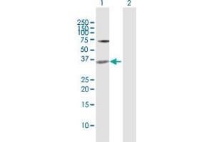 Western Blot analysis of MEOX2 expression in transfected 293T cell line by MEOX2 MaxPab polyclonal antibody.