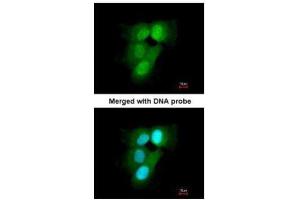 Immunofluorescence (IF) image for anti-Proteasome Subunit alpha 6 (PSMA6) (Center) antibody (ABIN2856913)