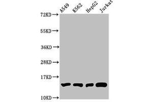 Western Blot Positive WB detected in: A549 whole cell lysate, K562 whole cell lysate, HepG2 whole cell lysate, Jurkat whole cell lysate All lanes: HIST1H2BC antibody at 1:100 Secondary Goat polyclonal to rabbit IgG at 1/50000 dilution Predicted band size: 14 kDa Observed band size: 14 kDa (Histone H2B 抗体  (meLys12))