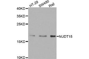 Western blot analysis of extracts of various cell lines, using NUDT15 antibody. (NUDT15 抗体)