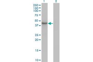 Western Blot analysis of HDAC11 expression in transfected 293T cell line by HDAC11 monoclonal antibody (M01), clone 1C2-2G5. (HDAC11 抗体  (AA 1-347))