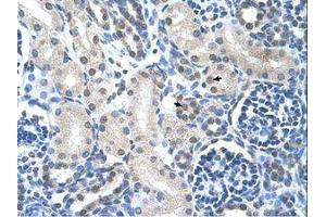 Image no. 1 for anti-Loricrin (LOR) (AA 58-107) antibody (ABIN203388) (LOR 抗体  (AA 58-107))