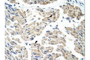 Image no. 1 for anti-Heterogeneous Nuclear Ribonucleoprotein K (HNRNPK) (AA 371-420) antibody (ABIN203155) (HNRNPK 抗体  (AA 371-420))