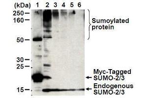 Western Blotting (WB) image for anti-Small Ubiquitin Related Modifier 2 (SUMO2) antibody (ABIN1449280) (SUMO2 抗体)